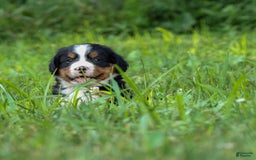 Bernese Mountain Dog dogs for sale: Simon - Image 2