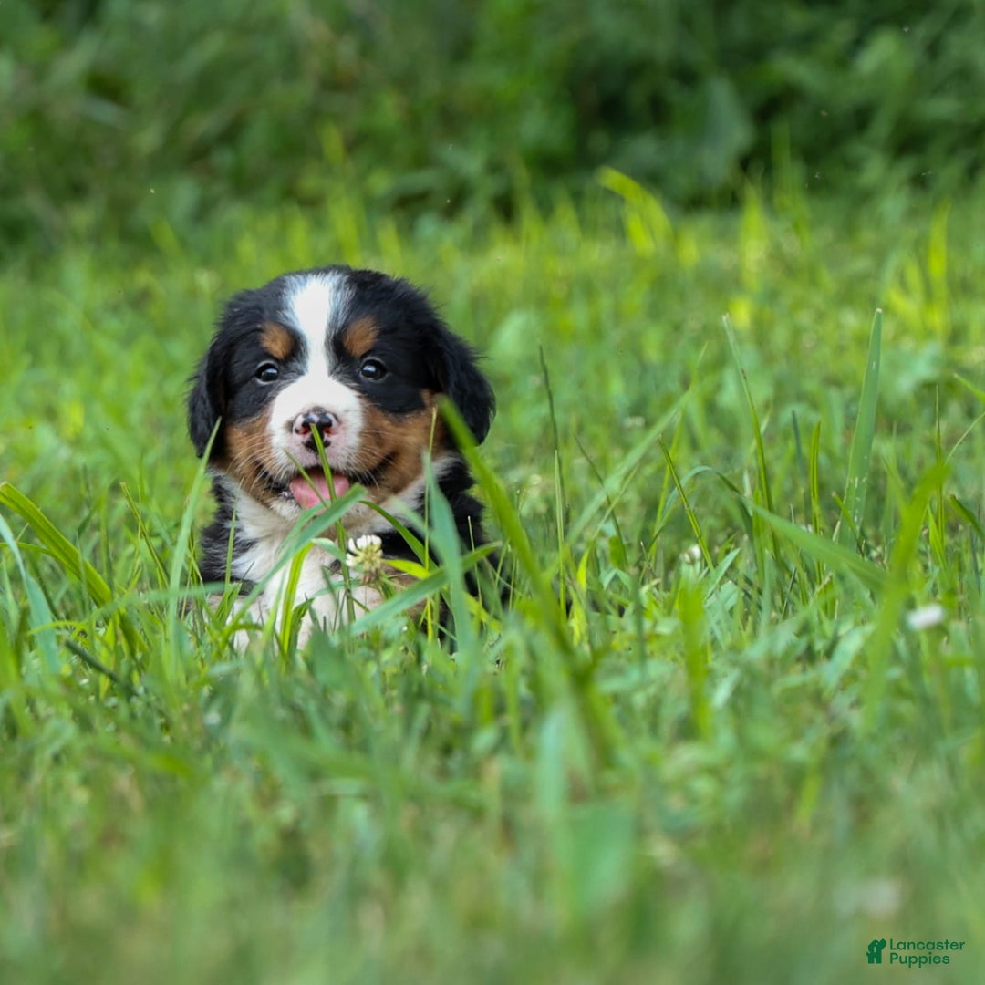 Bernese Mountain Dog dogs for sale: Simon - Image 2