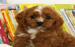 Cavapoo dogs for sale: Toby - Image 3