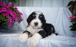 Bernedoodle dogs for sale: Joker - Image 12