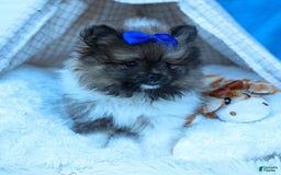 Pomeranian dogs for sale: Bobby - Image 12