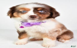 Miniature Australian Shepherd dogs for sale: Teresa - Image 3