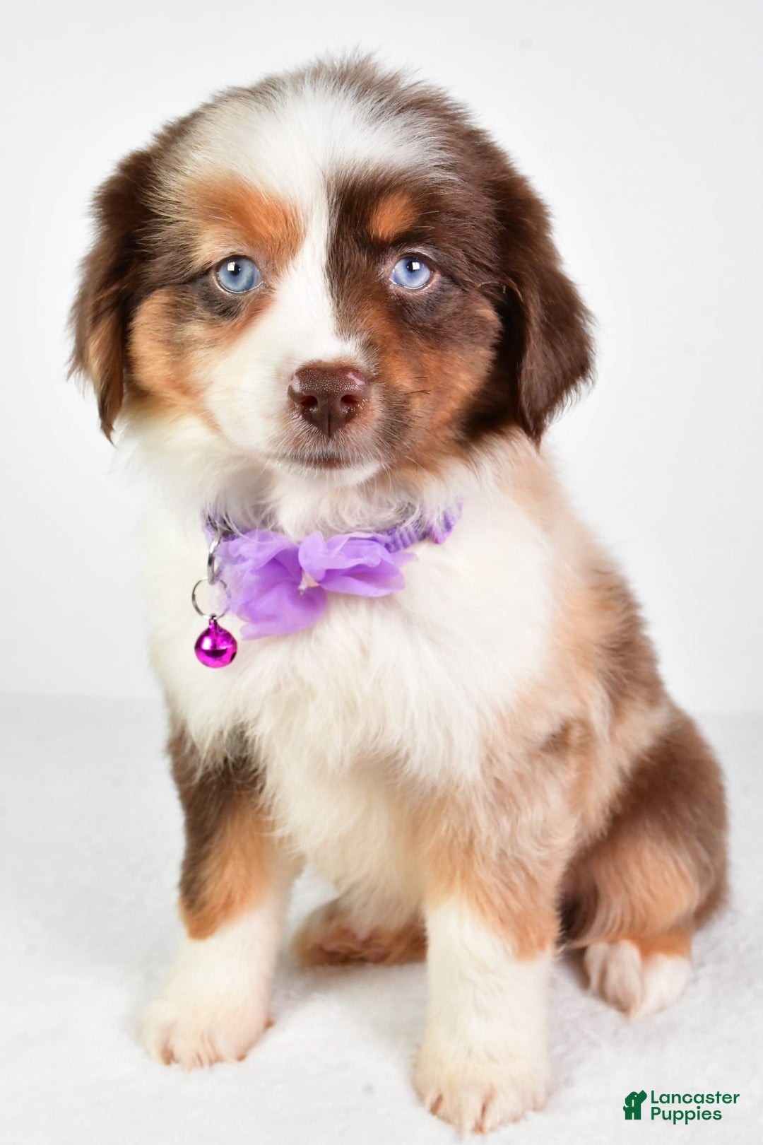 Miniature Australian Shepherd dogs for sale: Teresa - Image 3
