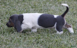 Basset Hound dogs for sale: Flo - Image 3