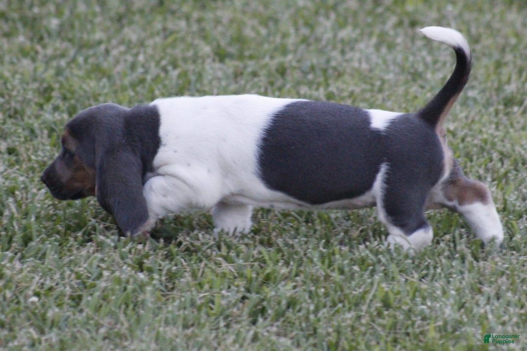 Basset Hound dogs for sale: Flo - Image 3