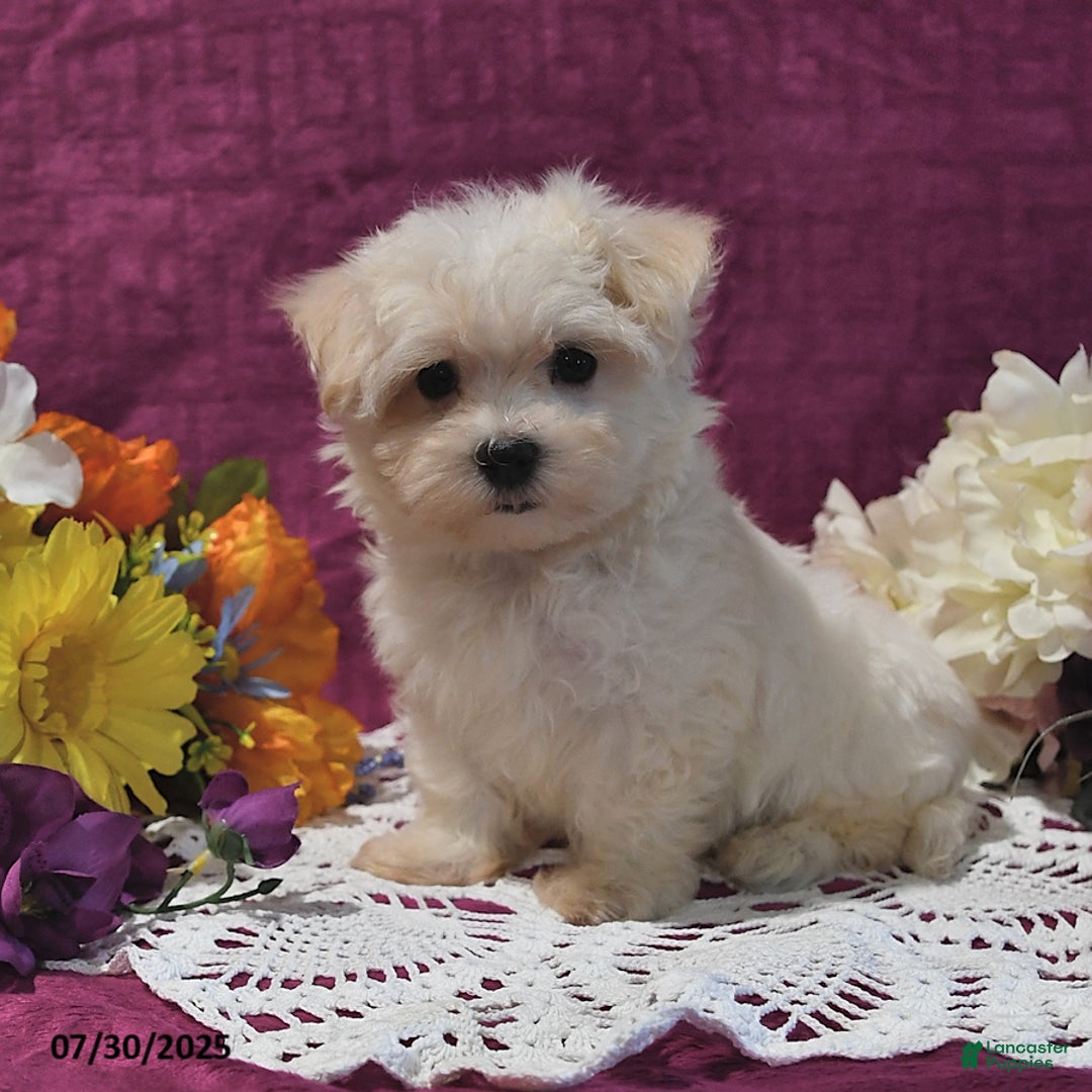 Maltese dogs for sale: Greg - Image 1