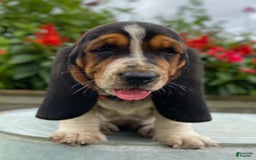 Basset Hound dogs for sale: Sally - Image 3