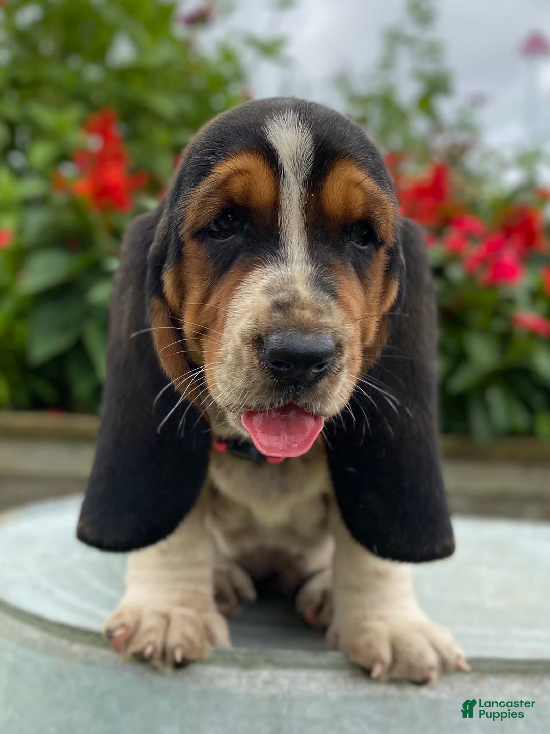 Basset Hound dogs for sale: Sally - Image 3