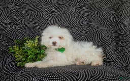 Miniature Poodle dogs for sale: Broderick - Image 10