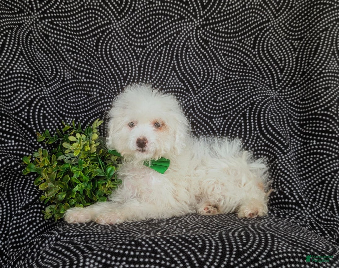 Miniature Poodle dogs for sale: Broderick - Image 10