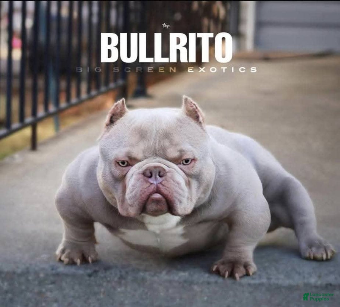 American Bully dogs for sale: Bluey - Image 7
