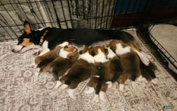 Welsh Corgi Pembroke dogs for sale: Cleopatra - Image 15