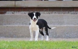 Border Collie dogs for sale: Sunny - Image 3