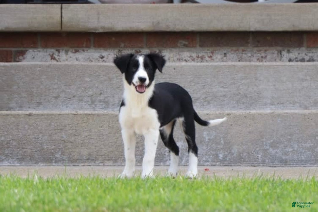 Border Collie dogs for sale: Sunny - Image 3