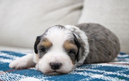 Mini Bernedoodle dogs for sale: Luke - Image 11