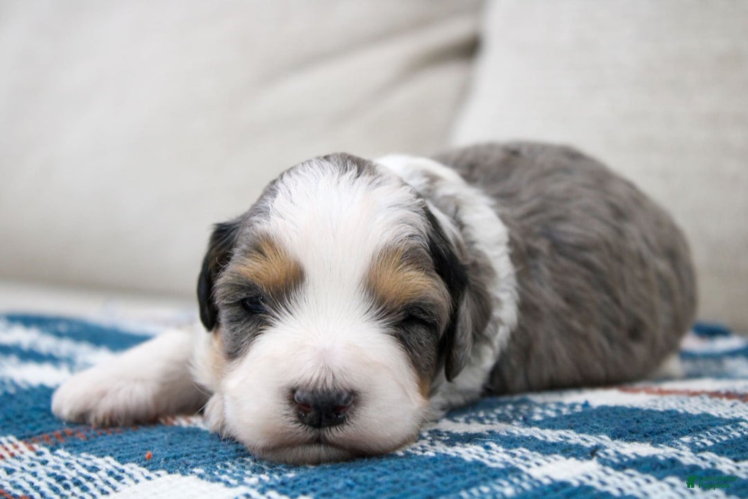 Mini Bernedoodle dogs for sale: Luke - Image 11
