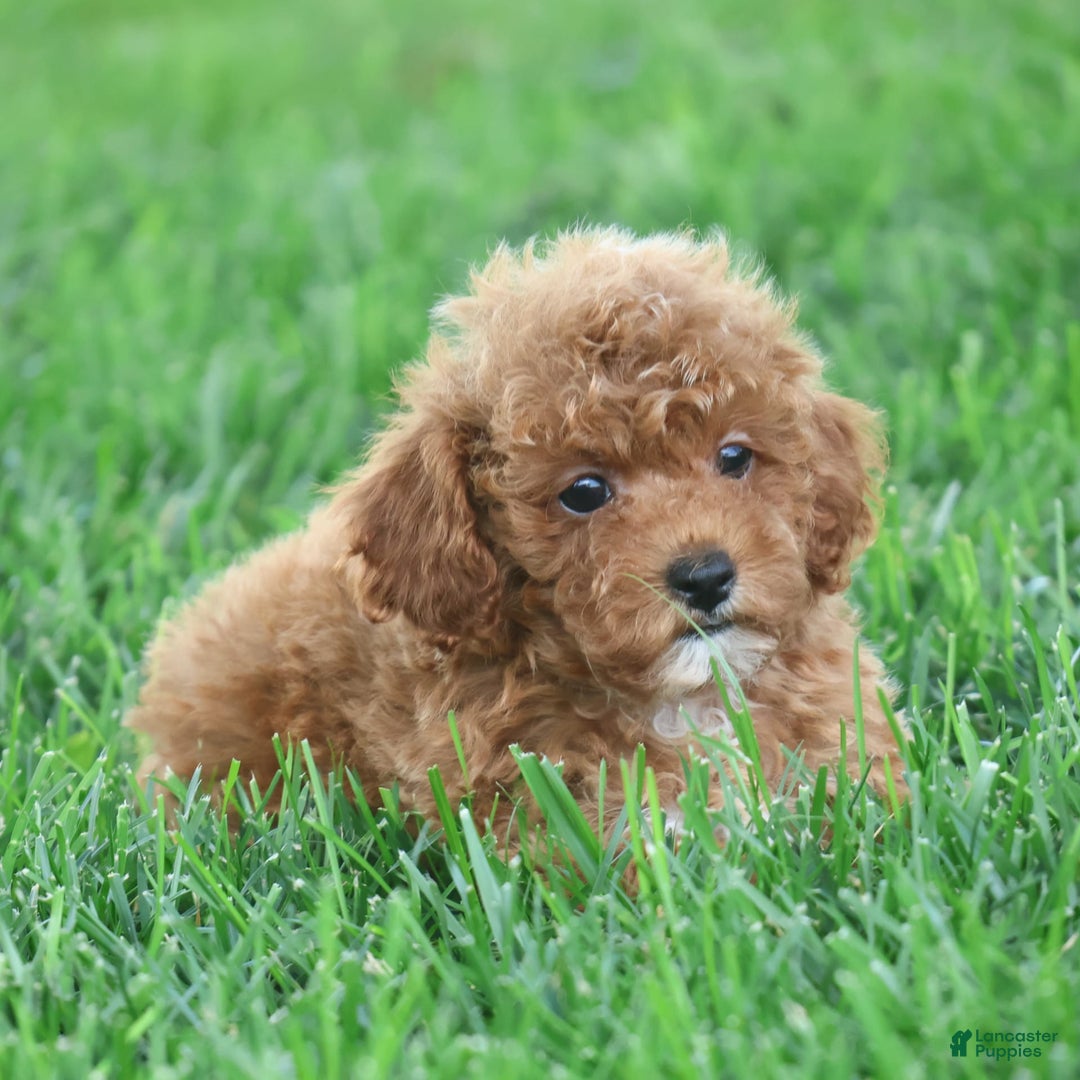 Toy Poodle dogs for sale: Ellie - Image 7