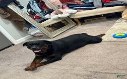 Rottweiler dogs for stud: Harley - Image 4