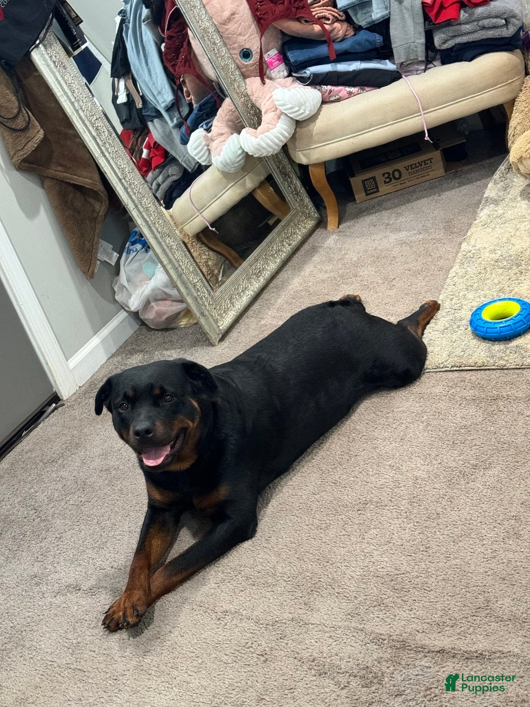 Rottweiler dogs for stud: Harley - Image 4