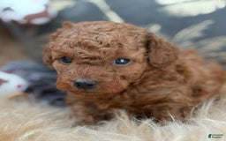 Toy Poodle dogs for sale: Elsy - Image 1