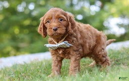 Cockapoo dogs for sale: Percy - Image 4