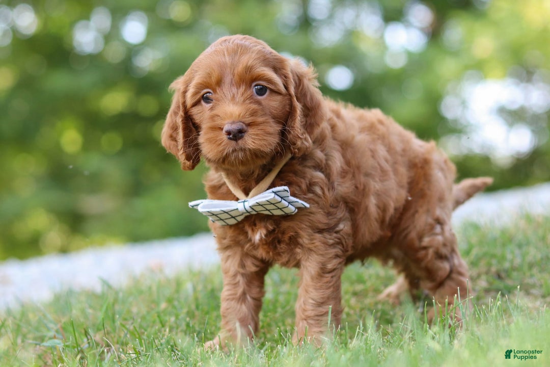 Cockapoo dogs for sale: Percy - Image 4