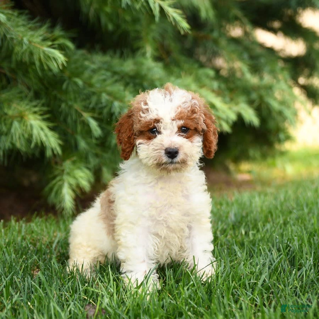 Mini Goldendoodle dogs for sale: Ginger - Image 9