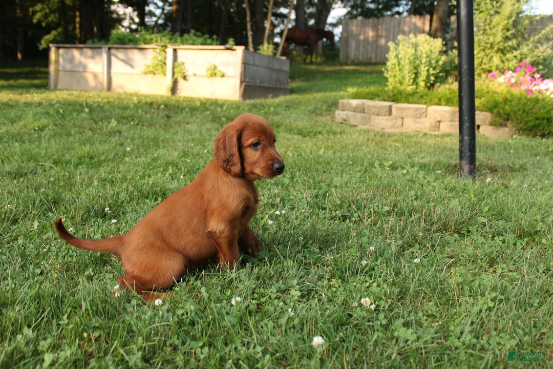 Irish Setter dogs for sale: sailor - Image 3