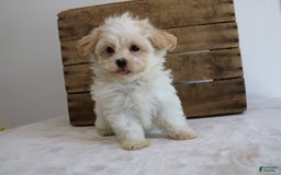 Teddy Bear dogs for sale: Karly - Image 3