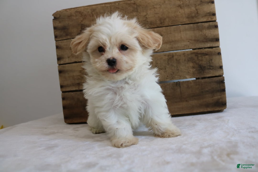 Teddy Bear dogs for sale: Karly - Image 3