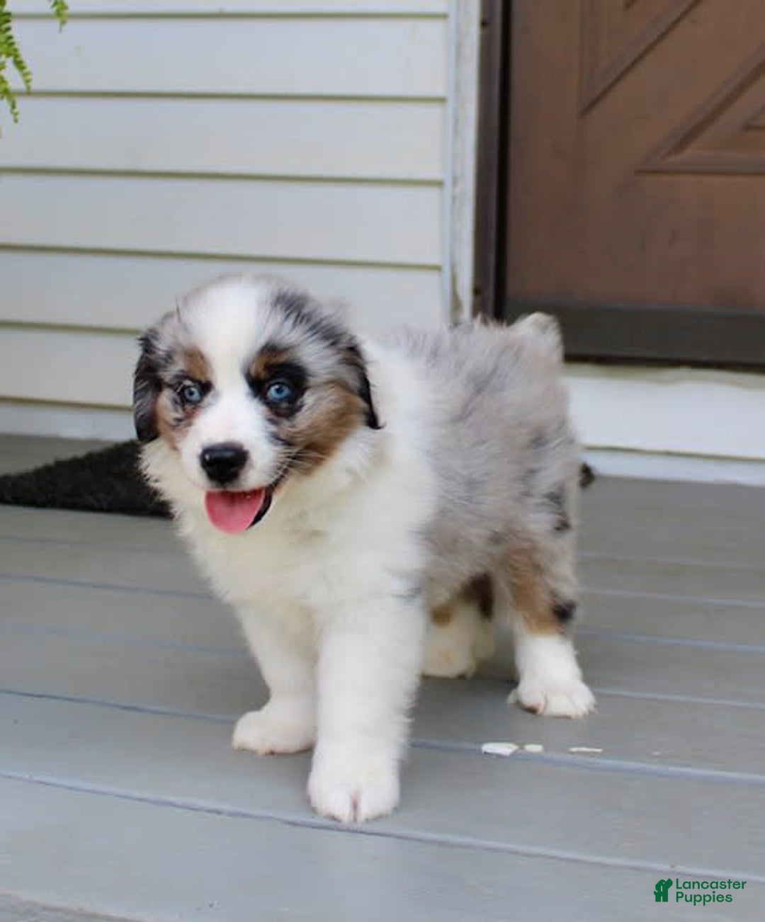 Miniature Australian Shepherd dogs for sale: Marley - Image 3