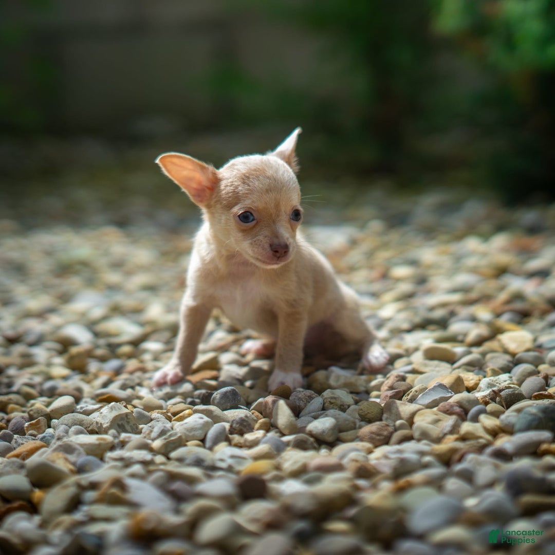 Chihuahua dogs for sale: Chihuahua 5 puppies - Image 3