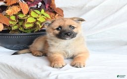 Pomsky dogs for sale: Tricky - Image 1