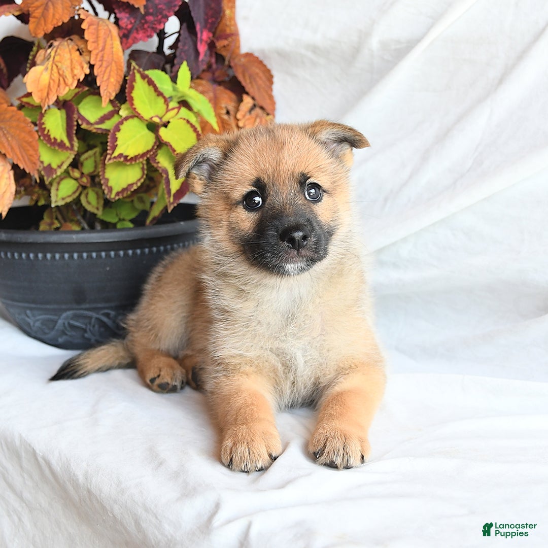 Pomsky dogs for sale: Tricky - Image 1