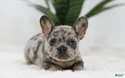 French Bulldog dogs for sale: French Bulldog 5 puppies - Image 16