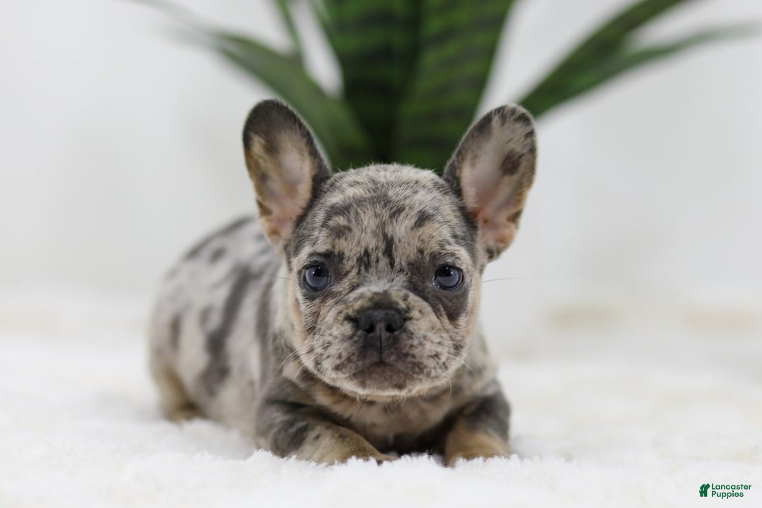 French Bulldog dogs for sale: French Bulldog 5 puppies - Image 16