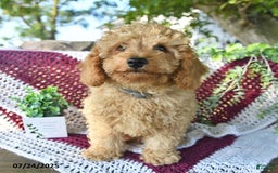 Cavapoo dogs for sale: Caramel - Image 2