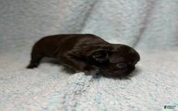 French Bulldog dogs for sale: Chocobelle - Image 11