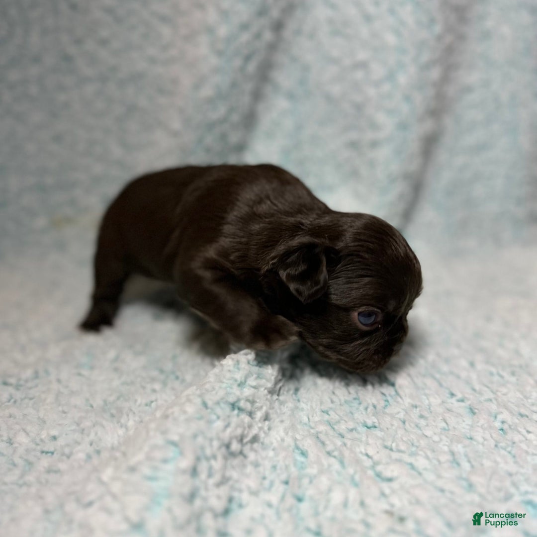 French Bulldog dogs for sale: Chocobelle - Image 11