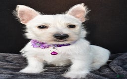 West Highland Terrier dogs for sale: Ollie - Image 3
