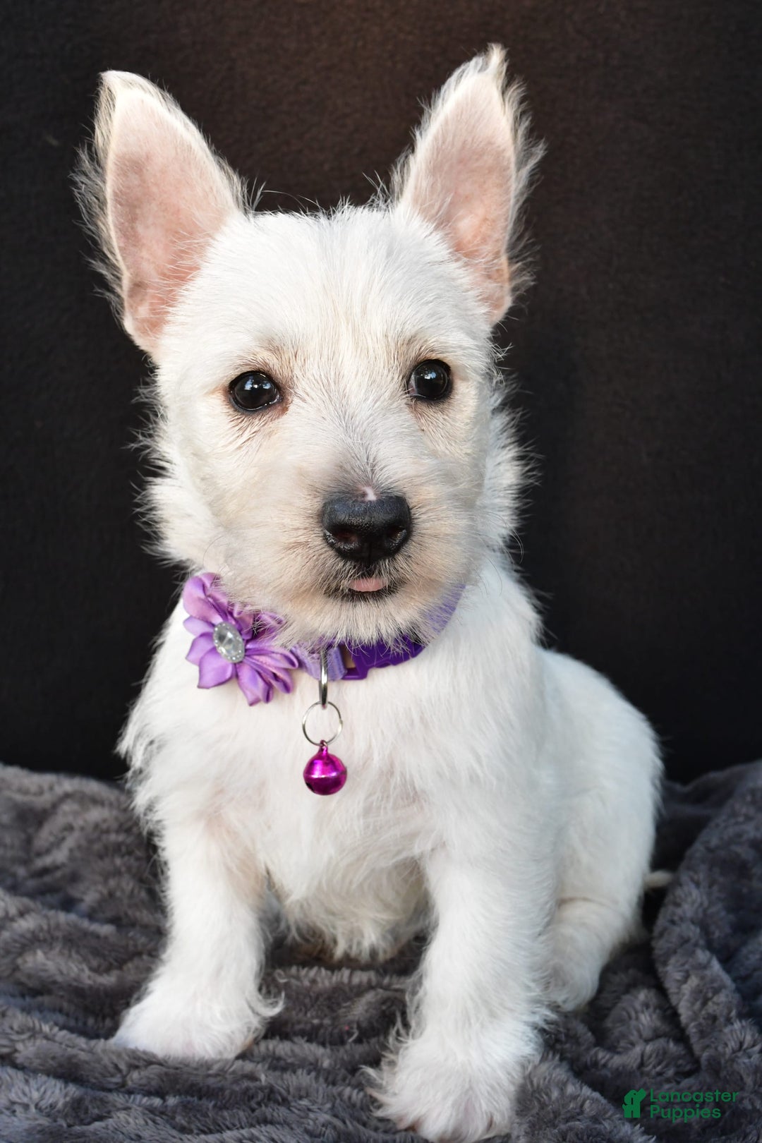 West Highland Terrier dogs for sale: Ollie - Image 3