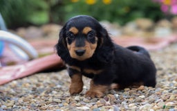 Miniature Dachshund dogs for sale: Dory - Image 5