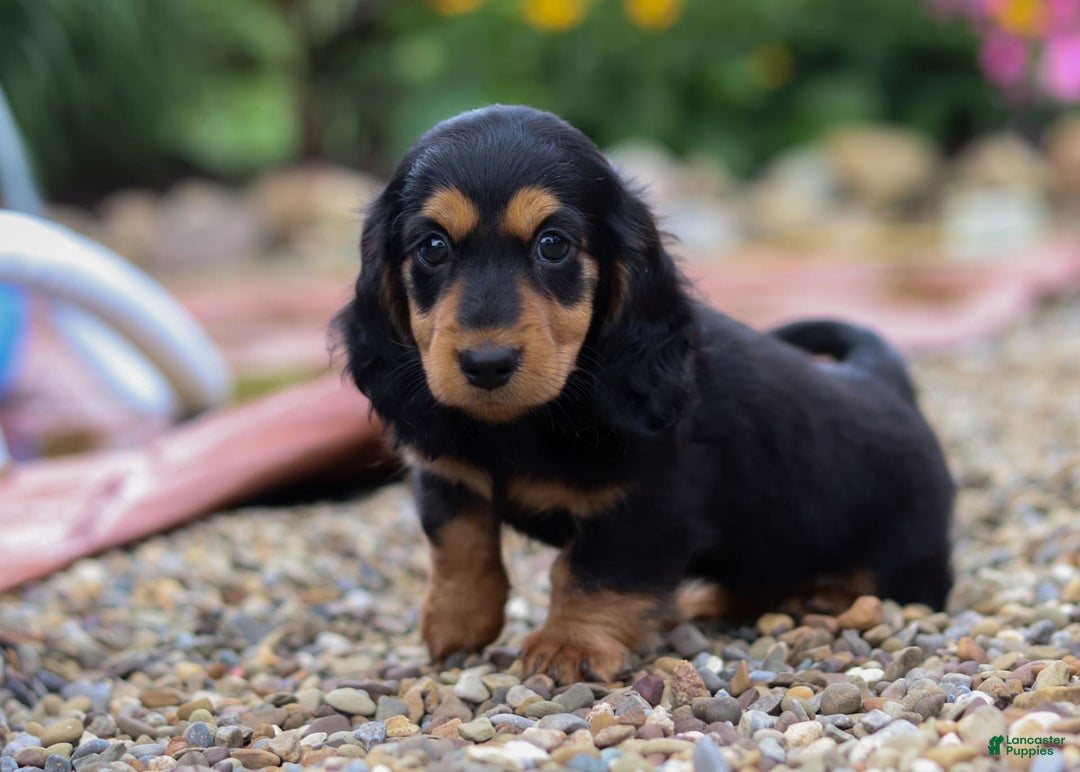 Miniature Dachshund dogs for sale: Dory - Image 5