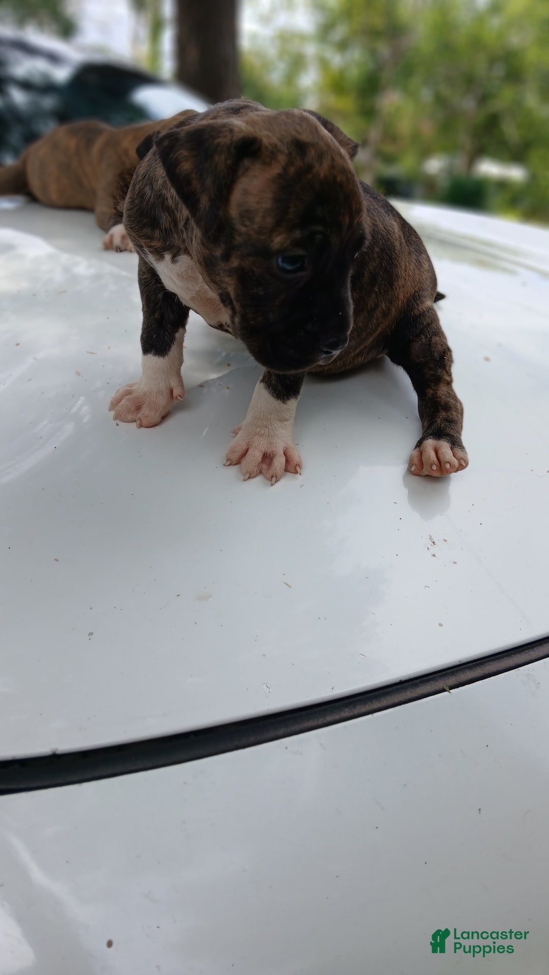 American Pit Bull Terrier dogs for sale: Guage - Image 5