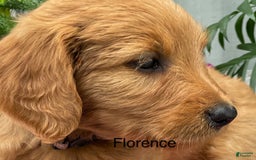 Goldendoodle dogs for sale: Florence - Image 2