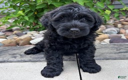 Portuguese Water Dog dogs for sale: Bailey - Image 2
