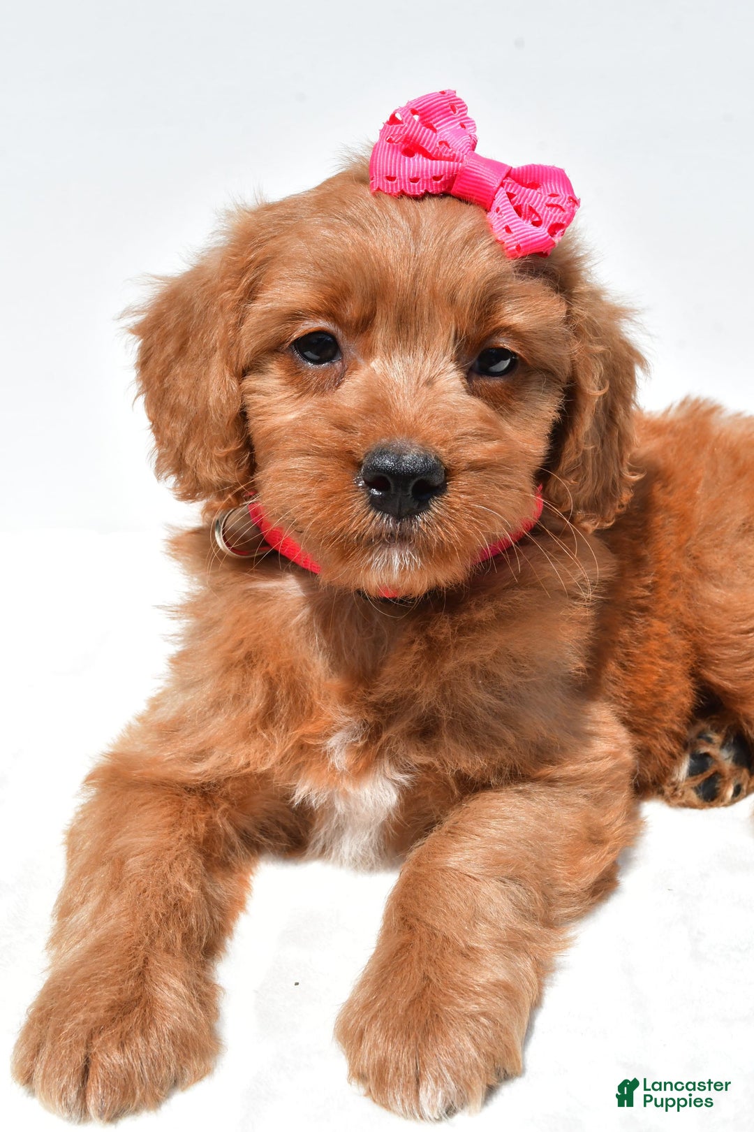 Mini Goldendoodle dogs for sale: Trixie - Image 3