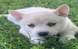 Alaskan Klee Kai dogs for sale: Handsome Boy Liam - Image 9