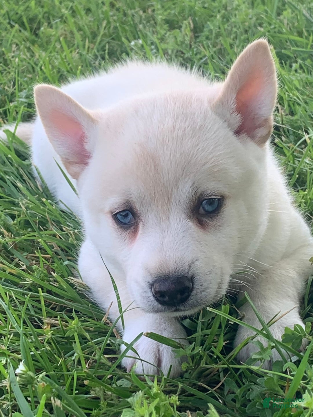 Alaskan Klee Kai dogs for sale: Handsome Boy Liam - Image 9