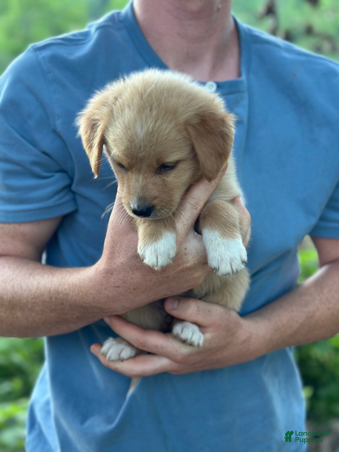 Golden Retriever dogs for sale: Female 1 - Image 1